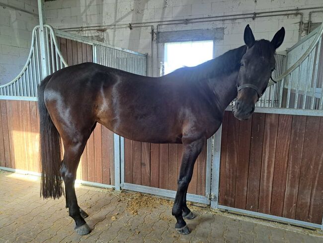 Vielversprechende Stute abstammend von Baloutender x Wolkenstürmer, Pferdevermittlung Leus (Pferdevermittlung Leus ), Horses For Sale, Viernheim