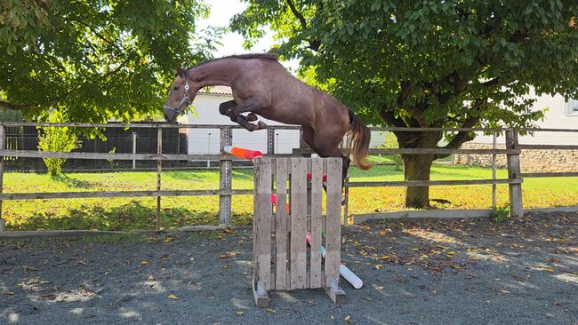 Vielversprechende Stute!, Barbara Granig, Horses For Sale, Unterwart, Image 7