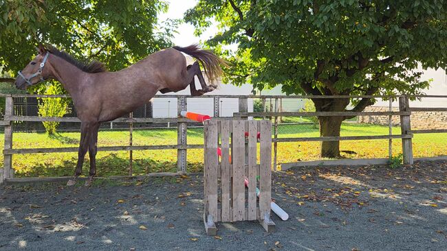 Vielversprechende Stute!, Barbara Granig, Horses For Sale, Unterwart, Image 8