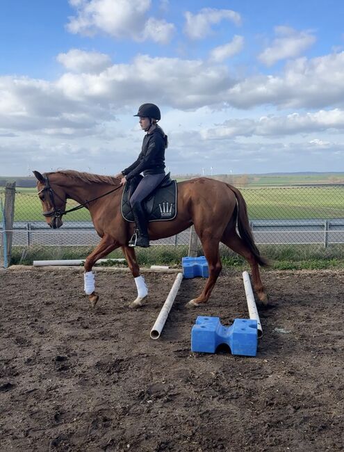 Vielversprechende Stute sucht Förderne Hände, Elly, Horses For Sale, Schöppenstedt 