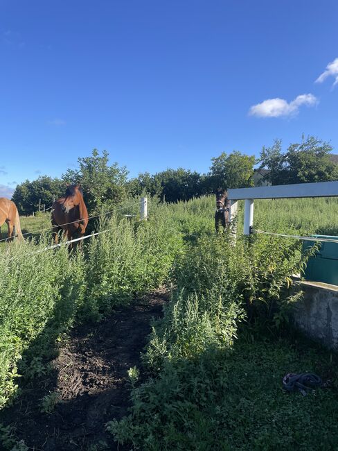 Vielversprechender New Forrest Wallach, Laura Rögner, Horses For Sale, Ansfelden, Image 3