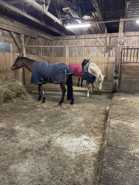 Vielversprechender New Forrest Wallach, Laura Rögner, Horses For Sale, Ansfelden, Image 5