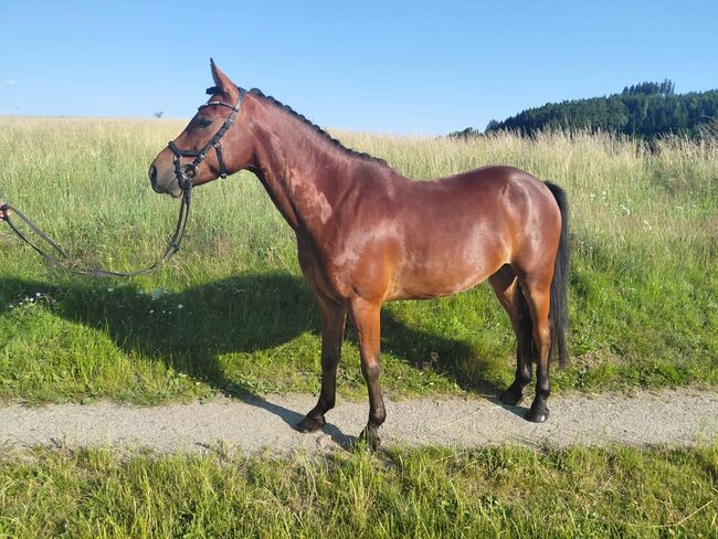 Vielversprechender New Forrest Wallach, Laura Rögner, Horses For Sale, Ansfelden