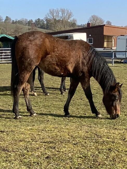 Vielversprechende Paint Horse Stute, Kerstin Rehbehn (Pferdemarketing Ost), Horses For Sale, Nienburg