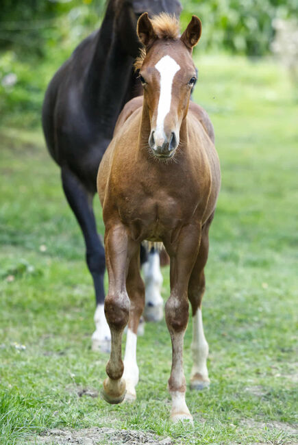Vielversprechender QH Youngster aus 2025 - Goldrichtig für Sport, Zucht & Freizeit, Kerstin Rehbehn (Pferdemarketing Ost), Horses For Sale, Nienburg, Image 2