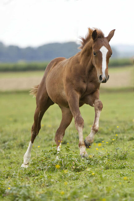 Vielversprechender QH Youngster aus 2025 - Goldrichtig für Sport, Zucht & Freizeit, Kerstin Rehbehn (Pferdemarketing Ost), Horses For Sale, Nienburg, Image 3