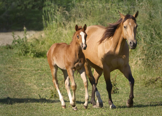Vielversprechender QH Youngster aus 2025 - Goldrichtig für Sport, Zucht & Freizeit, Kerstin Rehbehn (Pferdemarketing Ost), Horses For Sale, Nienburg, Image 4