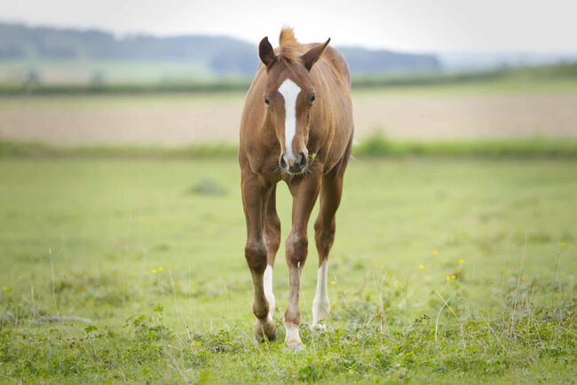 Vielversprechender QH Youngster aus 2025 - Goldrichtig für Sport, Zucht & Freizeit, Kerstin Rehbehn (Pferdemarketing Ost), Horses For Sale, Nienburg, Image 7