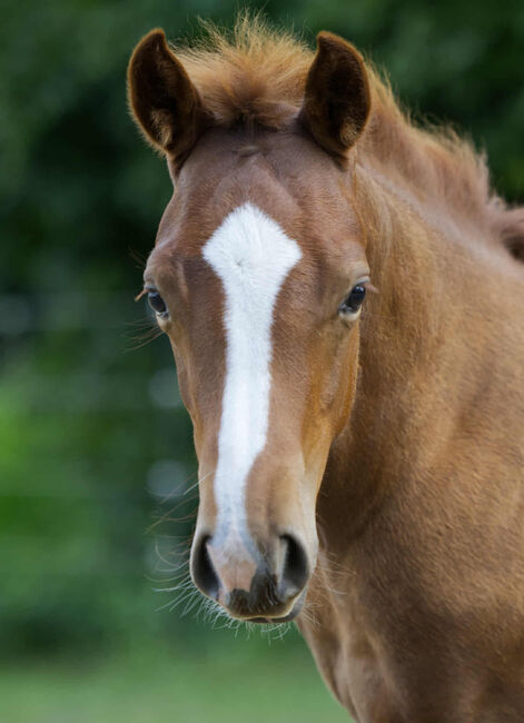 Vielversprechender QH Youngster aus 2025 - Goldrichtig für Sport, Zucht & Freizeit, Kerstin Rehbehn (Pferdemarketing Ost), Horses For Sale, Nienburg, Image 8