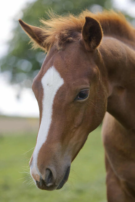 Vielversprechender QH Youngster aus 2025 - Goldrichtig für Sport, Zucht & Freizeit, Kerstin Rehbehn (Pferdemarketing Ost), Horses For Sale, Nienburg, Image 10