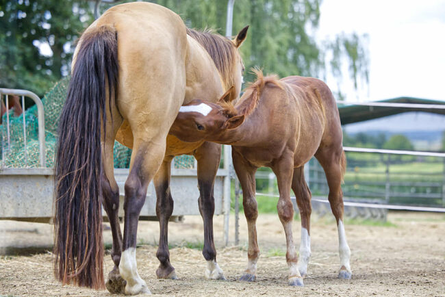 Vielversprechender QH Youngster aus 2025 - Goldrichtig für Sport, Zucht & Freizeit, Kerstin Rehbehn (Pferdemarketing Ost), Horses For Sale, Nienburg, Image 12