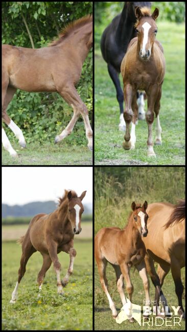 Vielversprechender QH Youngster aus 2025 - Goldrichtig für Sport, Zucht & Freizeit, Kerstin Rehbehn (Pferdemarketing Ost), Horses For Sale, Nienburg, Image 17
