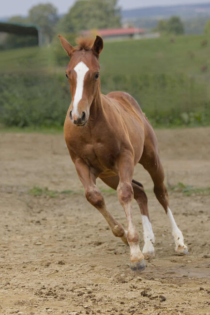 Vielversprechender QH Youngster aus 2025 - Goldrichtig für Sport, Zucht & Freizeit, Kerstin Rehbehn (Pferdemarketing Ost), Horses For Sale, Nienburg, Image 13