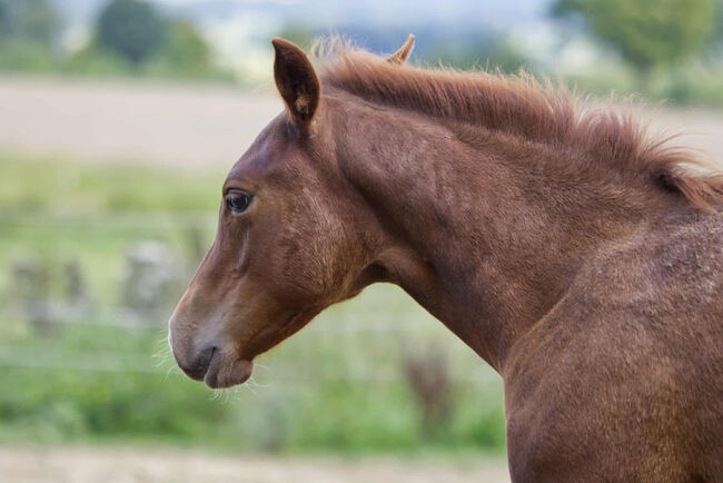 Vielversprechender QH Youngster aus 2025 - Goldrichtig für Sport, Zucht & Freizeit, Kerstin Rehbehn (Pferdemarketing Ost), Horses For Sale, Nienburg, Image 16