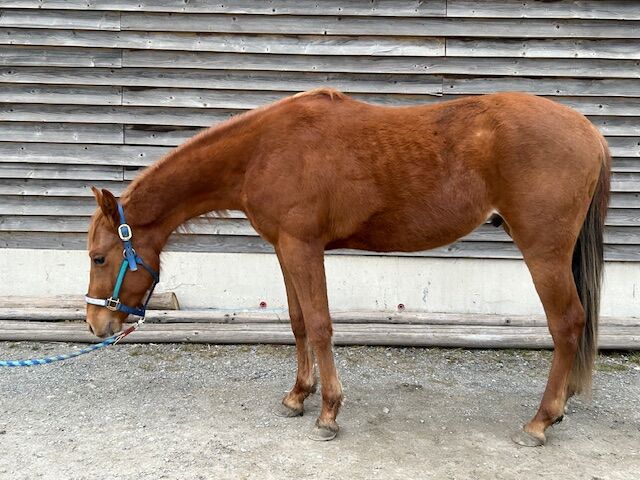 Vielversprechender Quarter Horse Hengst mit top Abstammung, Kerstin Rehbehn (Pferdemarketing Ost), Horses For Sale, Nienburg, Image 4