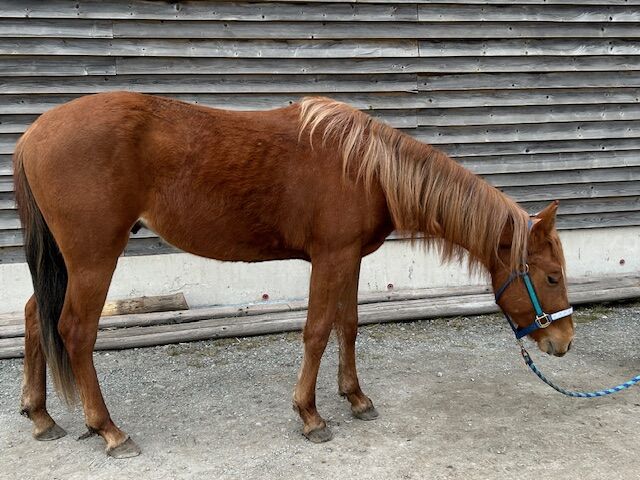 Vielversprechender Quarter Horse Hengst mit top Abstammung, Kerstin Rehbehn (Pferdemarketing Ost), Horses For Sale, Nienburg