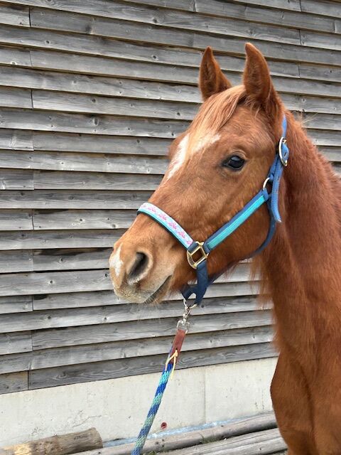Vielversprechender Quarter Horse Hengst mit top Abstammung, Kerstin Rehbehn (Pferdemarketing Ost), Horses For Sale, Nienburg, Image 3