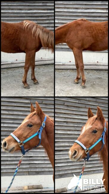 Vielversprechender Quarter Horse Hengst mit top Abstammung, Kerstin Rehbehn (Pferdemarketing Ost), Horses For Sale, Nienburg, Image 5