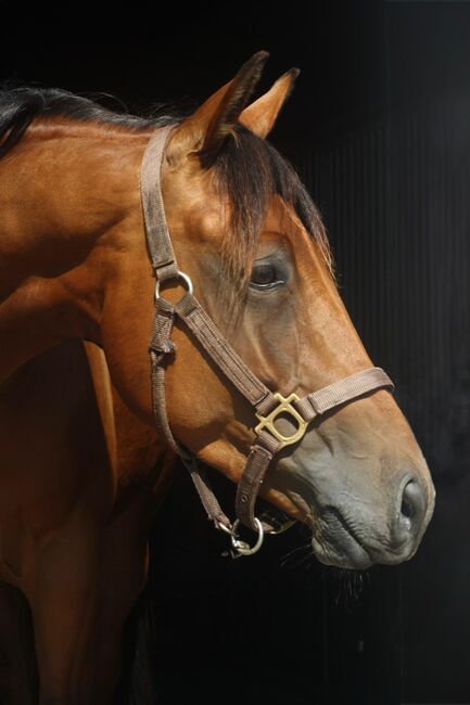 Vielversprechender Reining-Nachwuchs mit Top-Abstammung, Kerstin Rehbehn (Pferdemarketing Ost), Horses For Sale, Nienburg, Image 3
