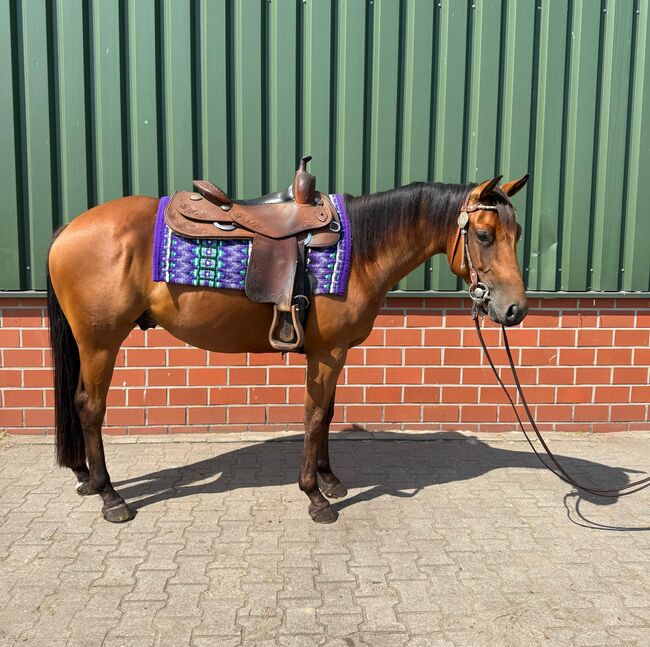 Vielversprechender Reining-Nachwuchs mit Top-Abstammung, Kerstin Rehbehn (Pferdemarketing Ost), Horses For Sale, Nienburg, Image 2