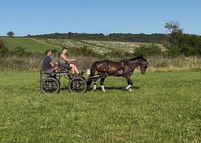 vielversprechender Reitponywallach, Julia Lahner, Horses For Sale, Niederkreuzstetten, Image 8