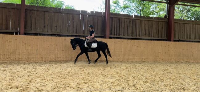 Vielversprechendes Sportpony in Sonderlackierung, Zoe Hackenberg, Horses For Sale, Wien, Floridsdorf, Image 7