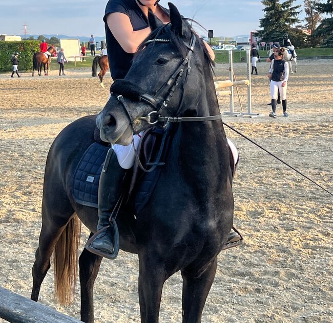 Vielversprechendes Sportpony in Sonderlackierung, Zoe Hackenberg, Horses For Sale, Wien, Floridsdorf, Image 3