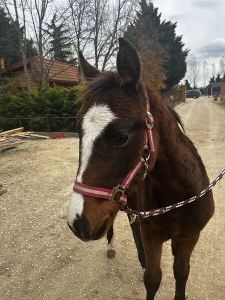 Vielversprechende Jährlingsstute mit Charme und Charakter, Natascha Preyer, Horses For Sale, Glashütten bei Langeck im Burgenland