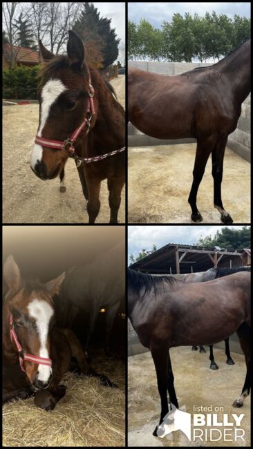 Vielversprechende Jährlingsstute mit Charme und Charakter, Natascha Preyer, Horses For Sale, Glashütten bei Langeck im Burgenland, Image 6