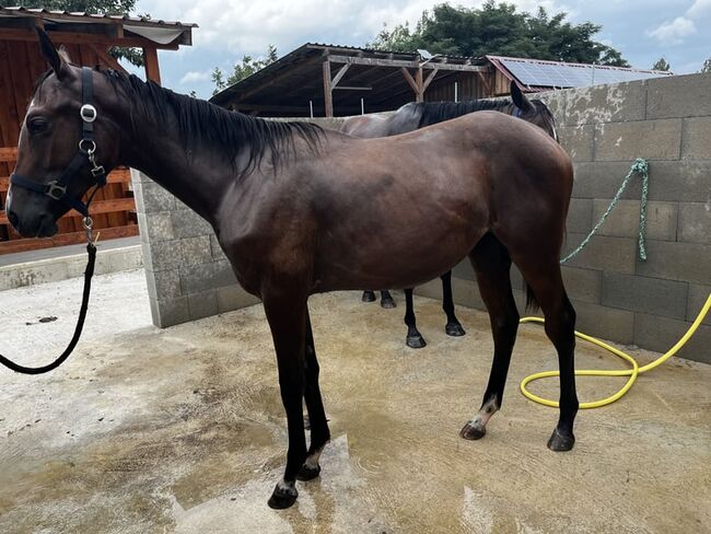 Vielversprechende Jährlingsstute mit Charme und Charakter, Natascha Preyer, Horses For Sale, Glashütten bei Langeck im Burgenland, Image 4