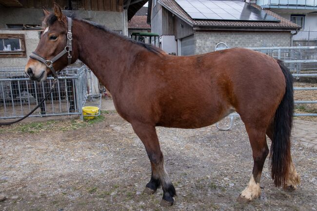 Vielversprechende Nachwuchsstute „Milady“, Daniela, Horses For Sale, Wigoltingen