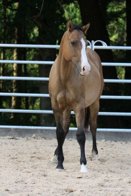 Vielversprechender Jungspund in dun - Quarter/Paint Wallach mit Perspektive, Kerstin Rehbehn (Pferdemarketing Ost), Horses For Sale, Nienburg, Image 3