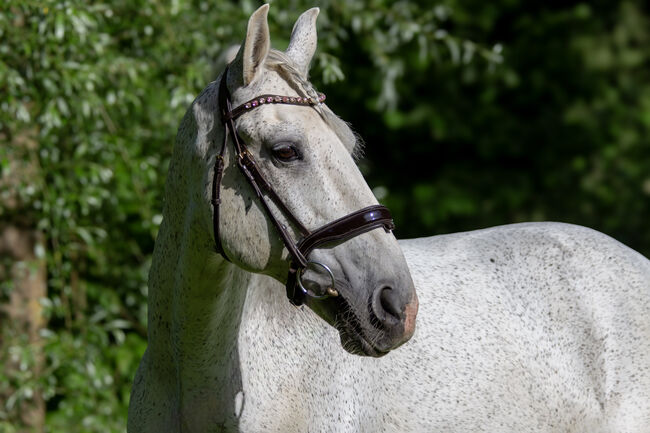 #schoolmaster #princecharming, WOW Pferd  (WOW Pferd), Konie na sprzedaż, Bayern - Attenkirchen, Image 4