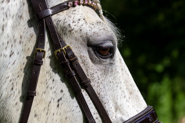 #schoolmaster #princecharming, WOW Pferd  (WOW Pferd), Konie na sprzedaż, Bayern - Attenkirchen, Image 7