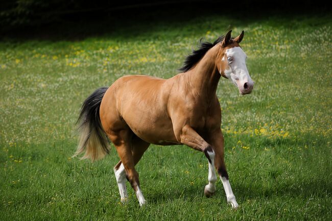 Bildhübsche Buckskin Quarter Horse Stute mit toller-Reining-Abstammung, Kerstin Rehbehn (Pferdemarketing Ost), Konie na sprzedaż, Nienburg