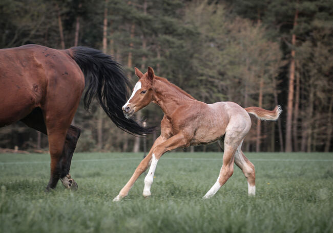 Wunderschönes Red Roan Quarter Horse Hengstfohlen mit Traumcharakter, Kerstin Rehbehn (Pferdemarketing Ost), Konie na sprzedaż, Nienburg