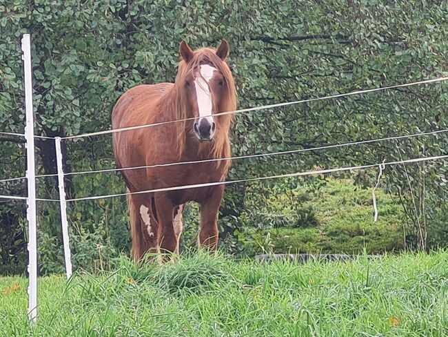 Wunderschöner Irish Tinker/Irish Cob Wallach, Sandra , Konie na sprzedaż, Föritztal