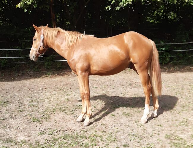 Bildhübscher Paint Horse Wallach mit Reining-Potenzial, Kerstin Rehbehn (Pferdemarketing Ost), Konie na sprzedaż, Nienburg