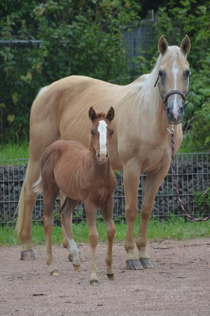 Freundliche, aufgeschlossene Quarter Horse Stute mit altem Pedigree, Kerstin Rehbehn (Pferdemarketing Ost), Konie na sprzedaż, Nienburg, Image 2