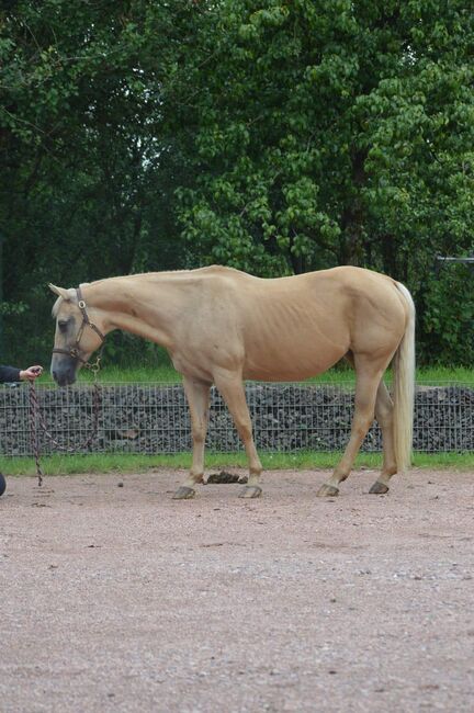 Freundliche, aufgeschlossene Quarter Horse Stute mit altem Pedigree, Kerstin Rehbehn (Pferdemarketing Ost), Konie na sprzedaż, Nienburg, Image 3