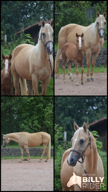 Freundliche, aufgeschlossene Quarter Horse Stute mit altem Pedigree, Kerstin Rehbehn (Pferdemarketing Ost), Konie na sprzedaż, Nienburg, Image 6