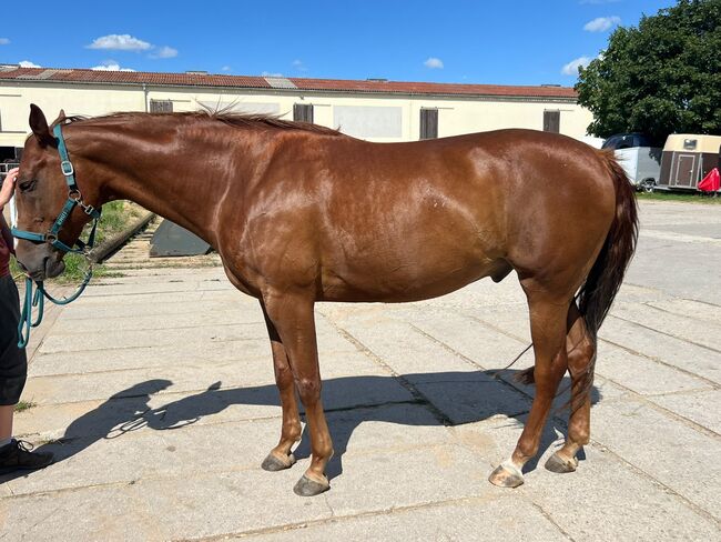 Verschmuster Paint Horse Wallach sucht Bestplatz, Kerstin Rehbehn (Pferdemarketing Ost), Konie na sprzedaż, Nienburg