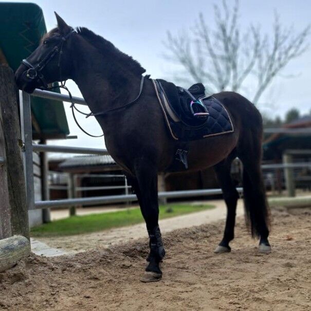 Hübscher 8-jähriger Cruzado Wallach zu verkaufen, Lisa, Konie na sprzedaż, Salzburg