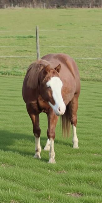 Bildhübscher Quarter-/Paint-Hengst mit Top-Reining-Abstammung, Kerstin Rehbehn (Pferdemarketing Ost), Konie na sprzedaż, Nienburg