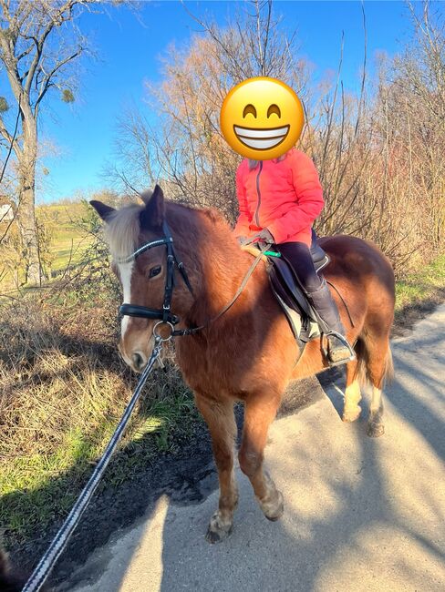 Hübscher Lewitzer Wallach, Sandra , Konie na sprzedaż, Pfinztal