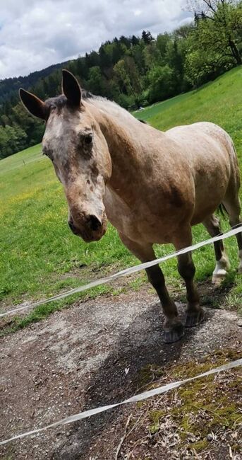 Hübscher Kaltblut-Mix Wallach auf der Suche, Natalie, Konie na sprzedaż, Maria Saal