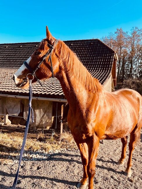 Hübscher Freizeitwallach mit Springbegabung!, Angela, Konie na sprzedaż, Kronstorf