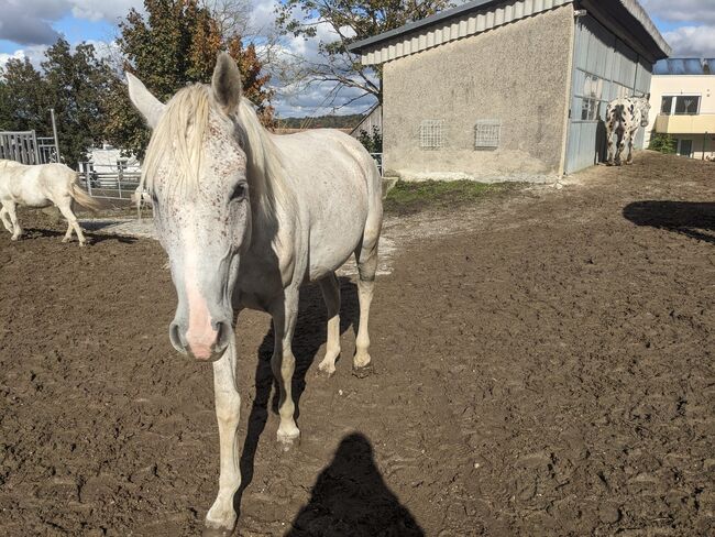 Hübscher Wallach sucht liebevolles Zuhause, Sophie, Konie na sprzedaż, Murstetten, Image 4