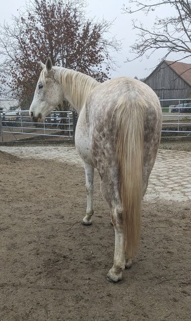 Hübscher Wallach sucht liebevolles Zuhause, Sophie, Konie na sprzedaż, Murstetten, Image 2