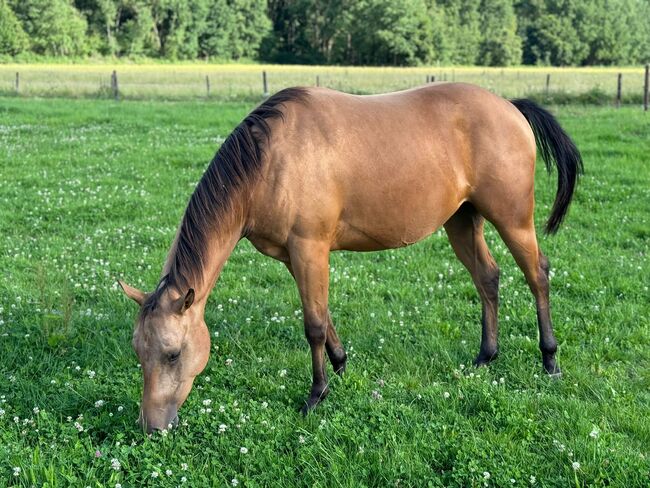 verschmuste, anhängliche Quarter Horse Stute mit gutem Papier, Kerstin Rehbehn (Pferdemarketing Ost), Konie na sprzedaż, Nienburg, Image 11